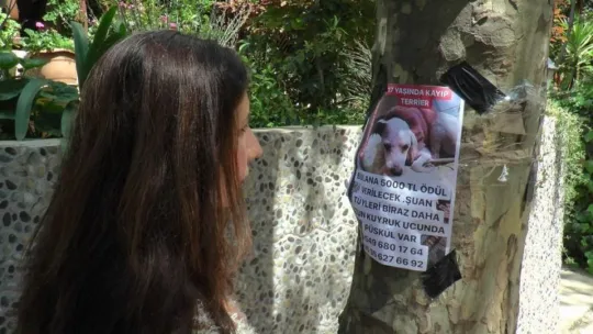 Köpeğini bulana 5 bin TL ödül verecek