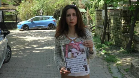 Köpeğini bulana 5 bin TL ödül verecek