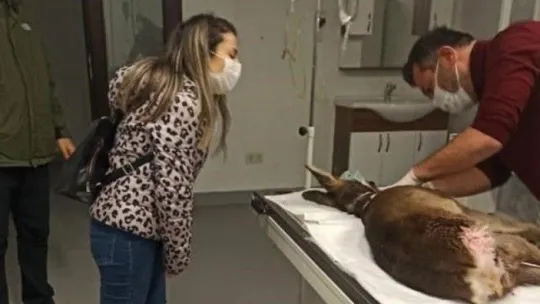Köpek saldırısına uğrayan karaca tedavi altına alındı