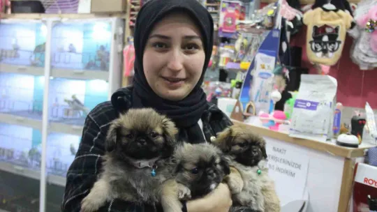 Köpekle önce ilgilendi sonra peşine takıp çaldı