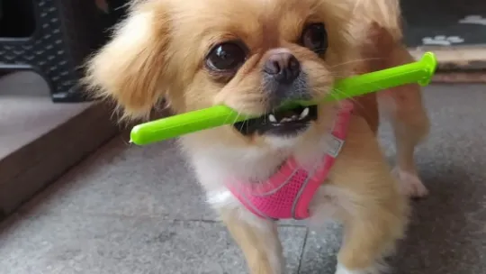 Köpekle önce ilgilendi sonra peşine takıp çaldı