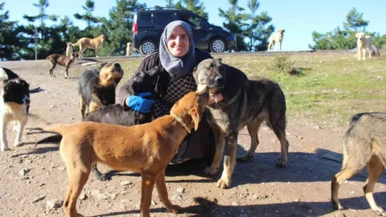 İnekler, hayvanseverleri isyan ettirdi