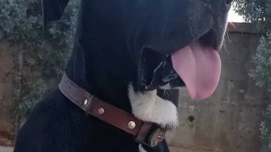 Köpekleriyle kavga etti diye karşı firmanın köpeğini döverek öldürdüler