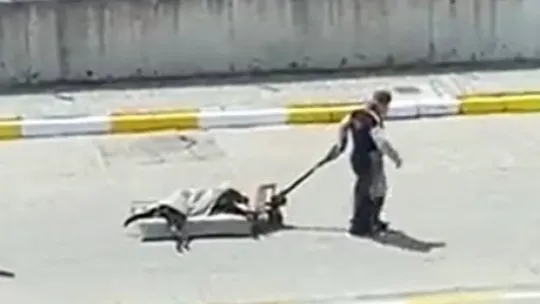 Köpekleriyle kavga etti diye karşı firmanın köpeğini döverek öldürdüler