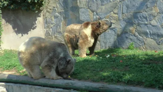 Korona virüs sessizliği hayvanat bahçesindeki hayvanları da etkiledi
