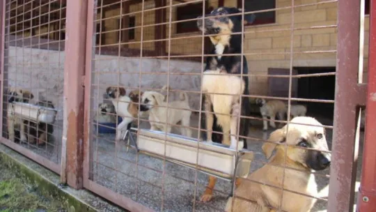 Kötü şartlar altında bakılan 97 köpek, tedavi altına alındı