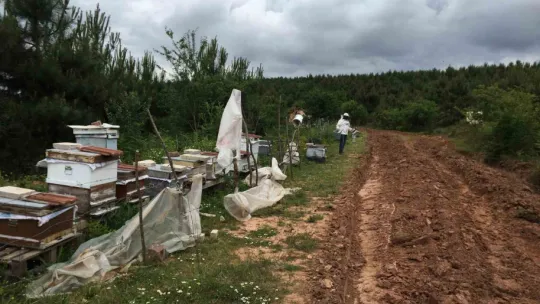 Kovanları parçalandı, arıları telef oldu