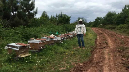 Kovanları parçalandı, arıları telef oldu
