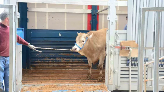 Kurban kesecekler dikkat