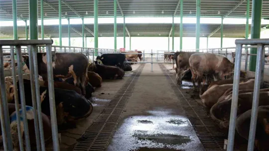 Kurban kesecekler dikkat