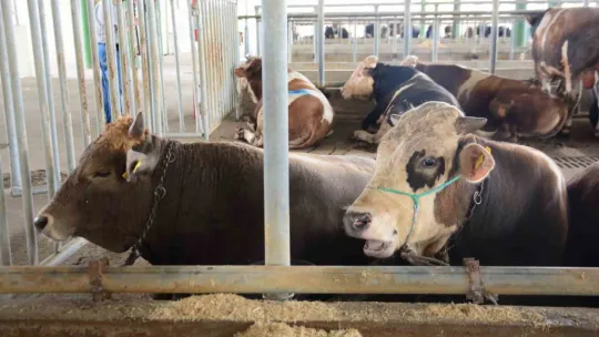 Kurban kesecekler dikkat