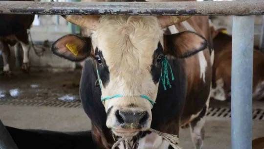 Kurban kesecekler dikkat