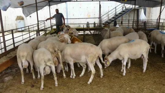 Kurbanlık alımını son güne bırakmayın