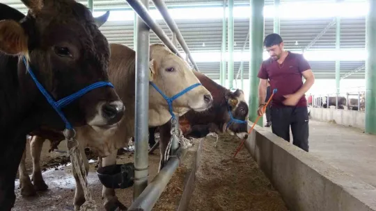 Kurbanlık alımını son güne bırakmayın