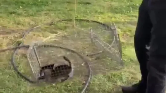 Kuyuya düşen yavru kedi için seferber oldular