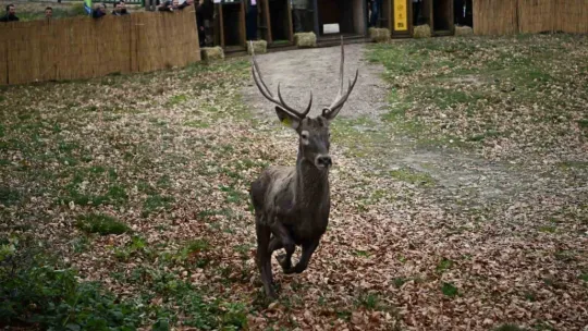Kuzuyayla'nın GPS'li geyikleri