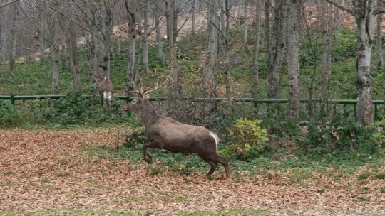 Kuzuyayla'nın GPS'li geyikleri