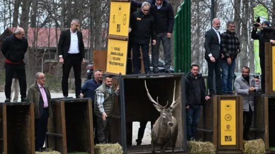 Kuzuyayla'nın GPS'li geyikleri