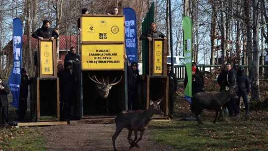 Kuzuyayla'nın GPS'li geyikleri