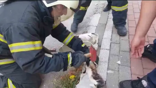 Kedinin sıkıştığı yeri görenler hayrete düştü