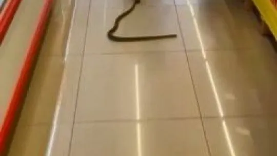 Marketin rafları arasından yılan çıktı!