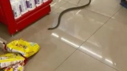 Marketin rafları arasından yılan çıktı!