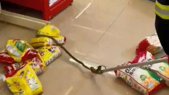 Marketin rafları arasından yılan çıktı!