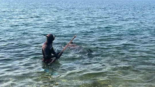 Marmara'da 2 dalgıç, 320 kilogram orkinos avladı