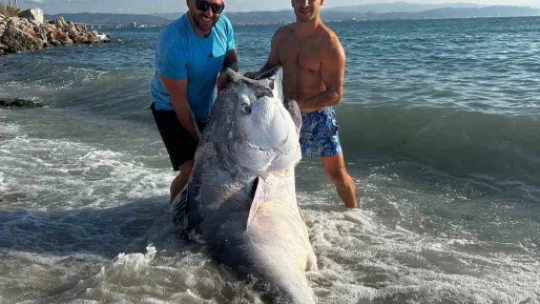 Marmara'da 2 dalgıç, 320 kilogram orkinos avladı