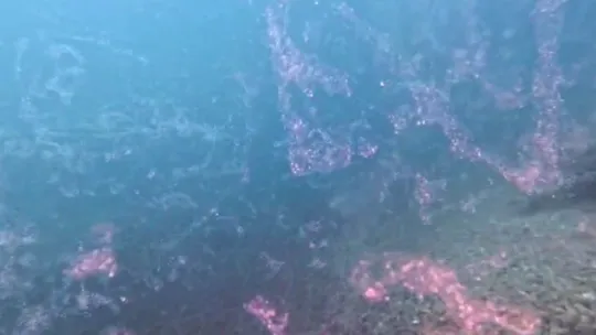Marmara Denizi'nde yeni müsilaj alarmı