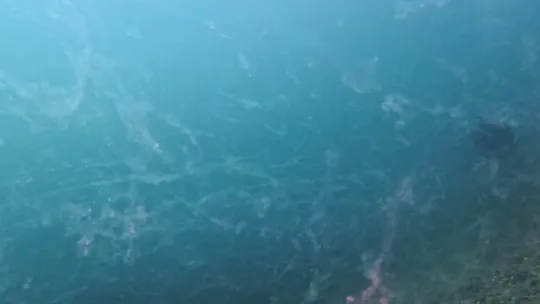 Marmara Denizi'nde yeni müsilaj alarmı