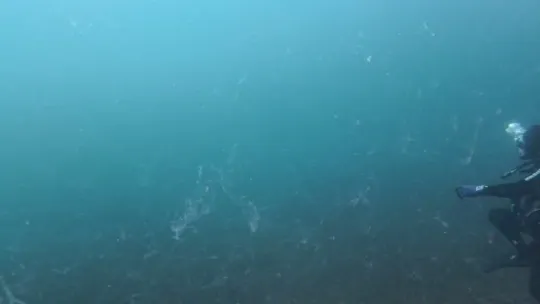 Marmara Denizi'nde yeni müsilaj alarmı