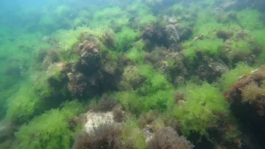 Marmara Denizi salyasıyla kaplandı, rotalar Karadeniz'e çevrildi