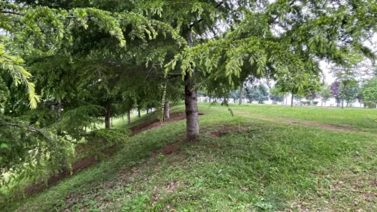 Mesire alanında ölü bulundu