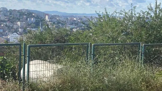 Meyve toplamak için çıktığı ağaçtan düşen kadın yaralandı