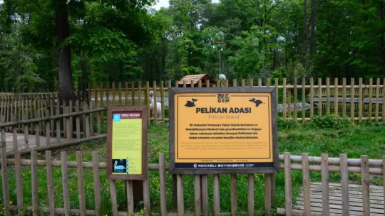 Midesinden plastik şişe çıkarılan pelikanın son durumu