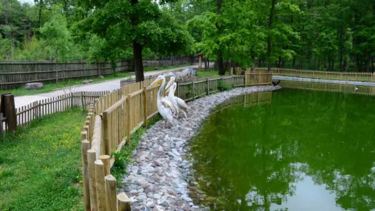 Midesinden plastik şişe çıkarılan pelikanın son durumu