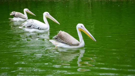 Midesinden plastik şişe çıkarılan pelikanın son durumu