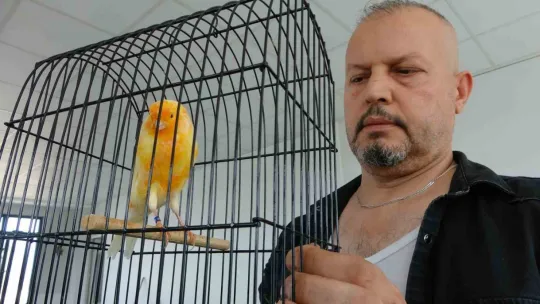 Molozların arasından kurtardığı kanaryalarıyla hayata tutundu