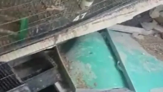 Molozların arasından kurtardığı kanaryalarıyla hayata tutundu