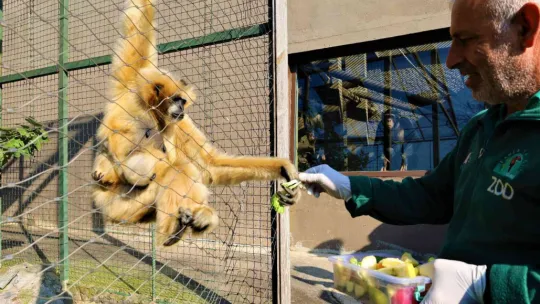 Nesli tükeniyordu, doğum yaptı