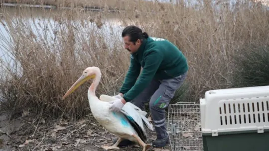 Nesli tükenme tehlikesi altındaydı...