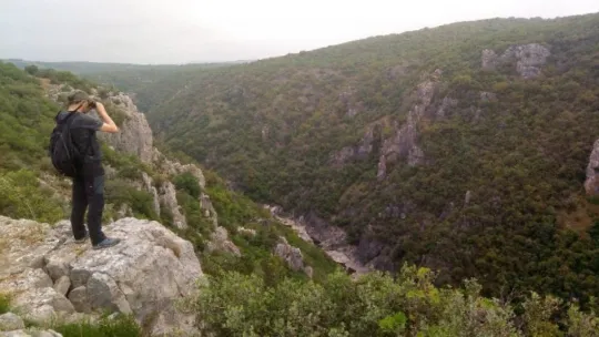 Nesli tükenmekte olan kuş Kocaeli'de bulundu