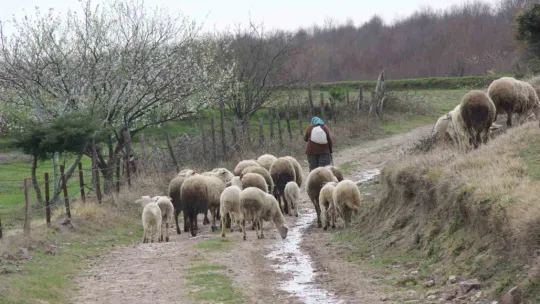 O dağların 60'lık Heidi'si