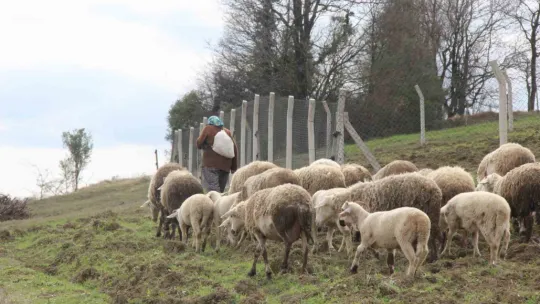 O dağların 60'lık Heidi'si