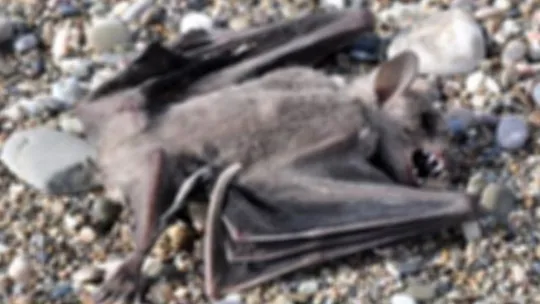 O ilçede corona virüsü korkusu!