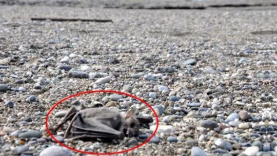 O ilçede corona virüsü korkusu!