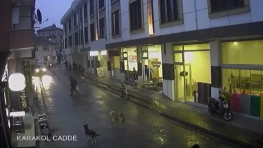 Sakarya'da sokak köpekleri çocuğa böyle saldırdı