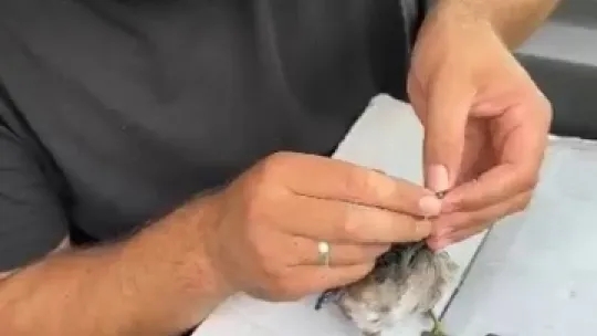 Olta iğnesi yutan yaban kuşu böyle kurtarıldı