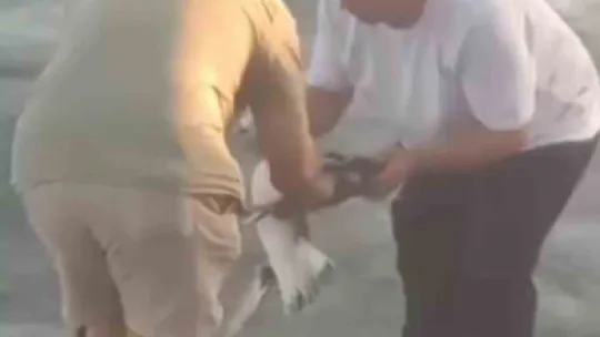 Oltaya balık yerine martı takıldı